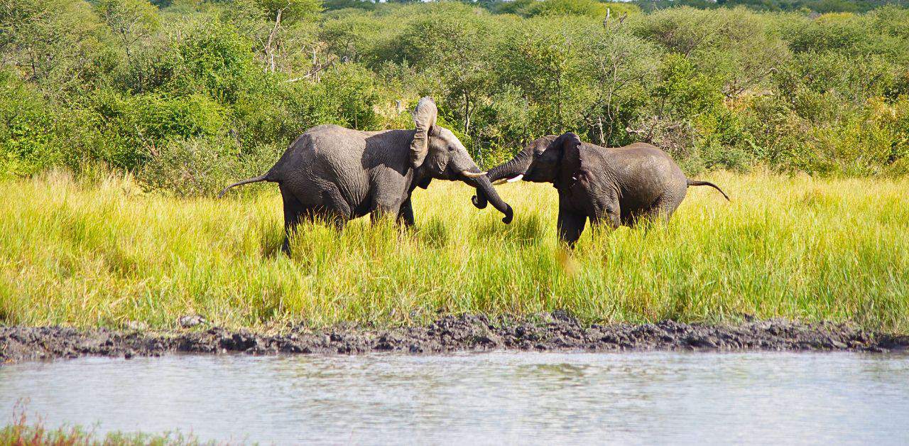 Khaudum National Park Namibia Elephants