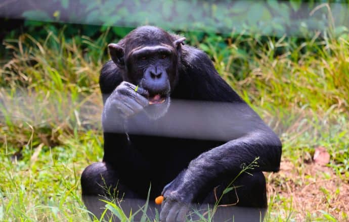 Chimpanzee on Ngamba Island, Uganda