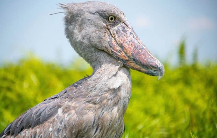 The Peal of Africa - Shoebill Stork in Uganda