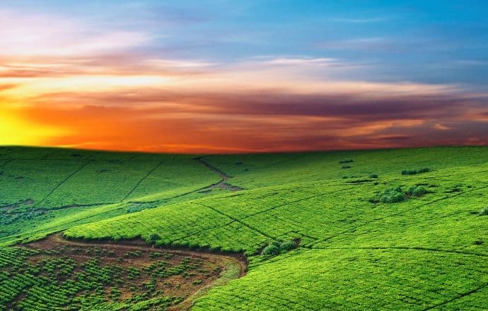 Tea Plantation in Uganda