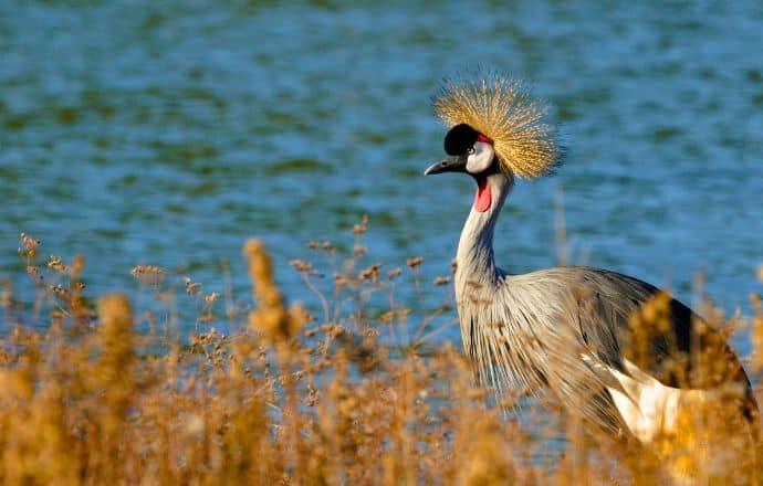 National Bird of Uganda - Grey Crowned Crane