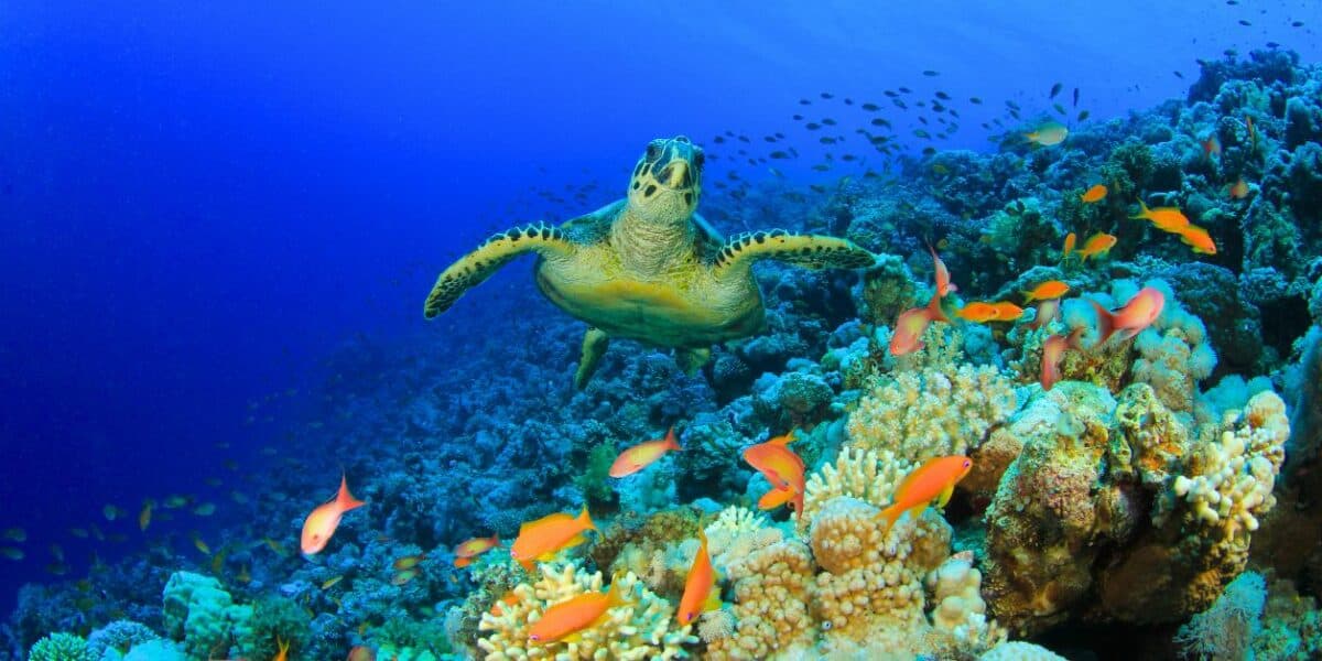 Coral Reefs Around the World