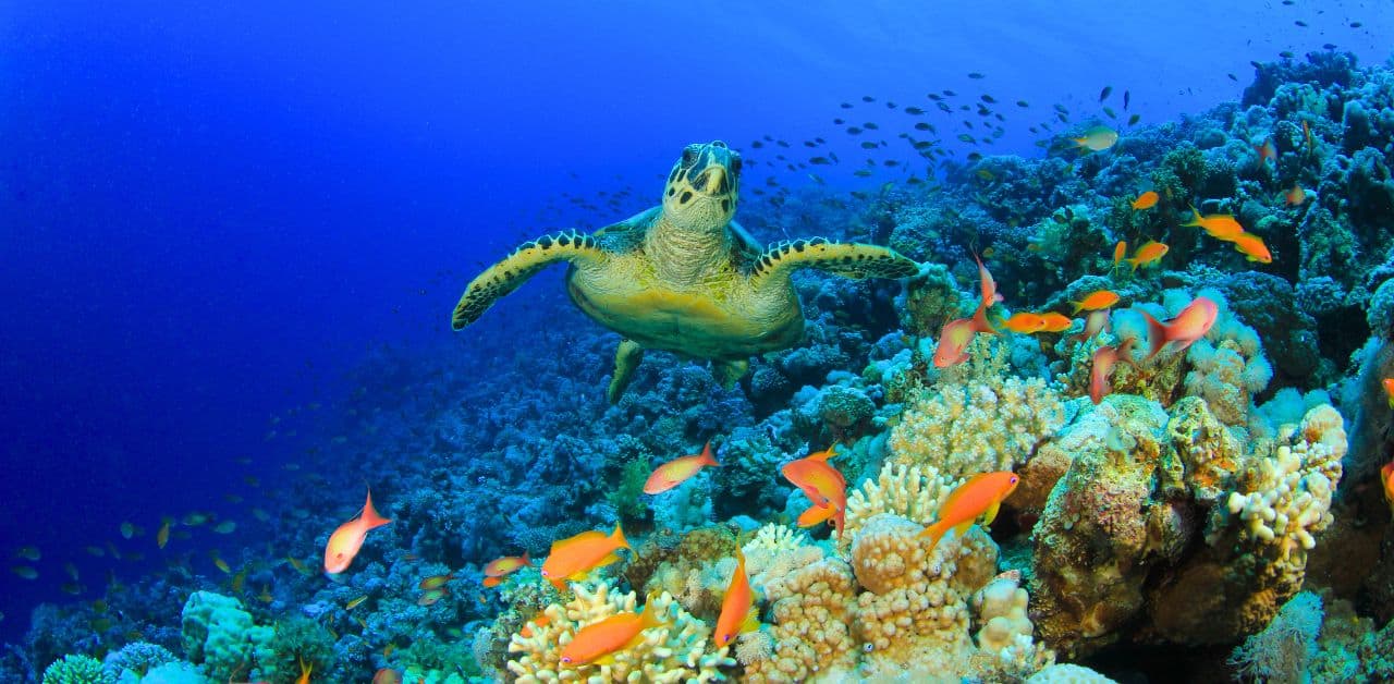 25 Fascinating Facts About Coral Reefs Around the World