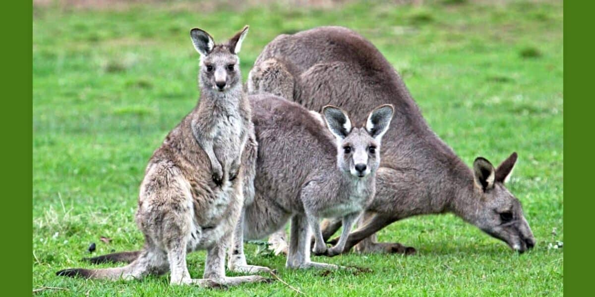 Eastern Grey Kangaroos in East Gippsland, Australia photo courtesy Echidna Walkabout Nature Tours