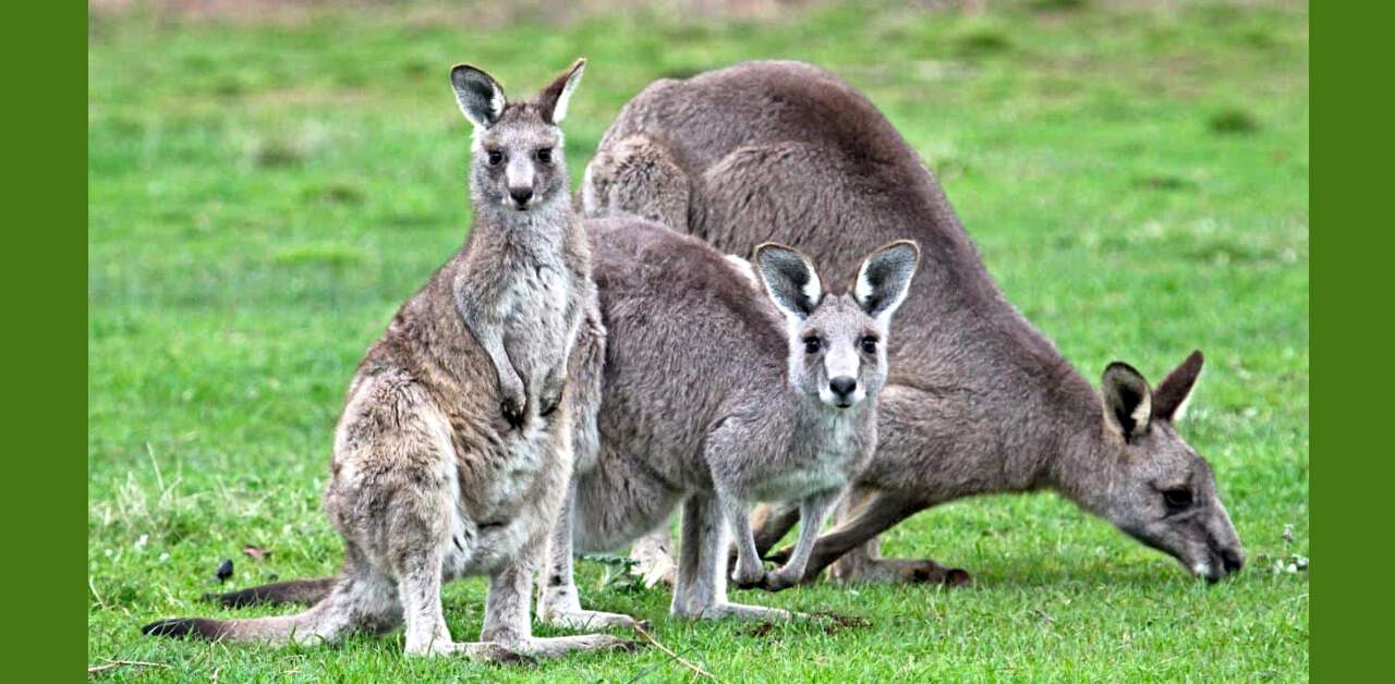 Eastern Grey Kangaroos in East Gippsland, Australia photo courtesy Echidna Walkabout Nature Tours