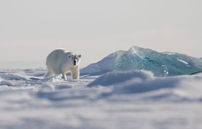 hidden gems europe - Polar Bear in Svalbard Norway