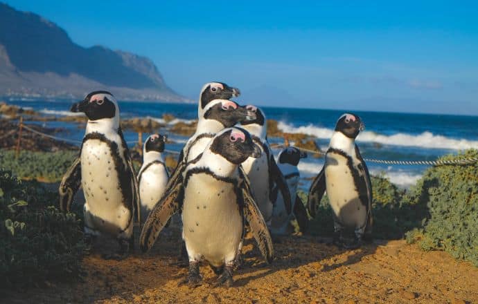 African Penguins