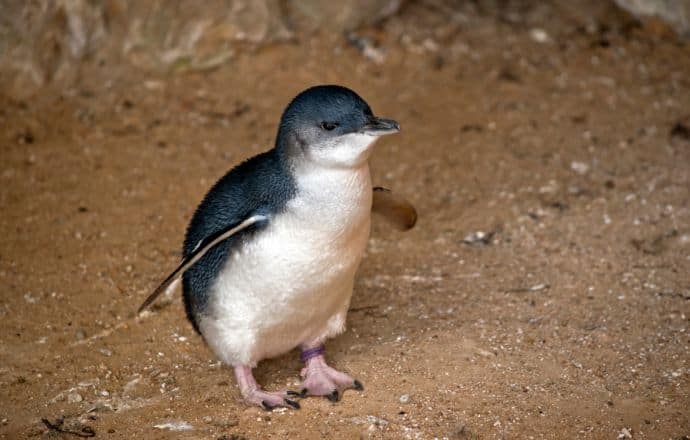 Fairy Penguin or Little Penguin