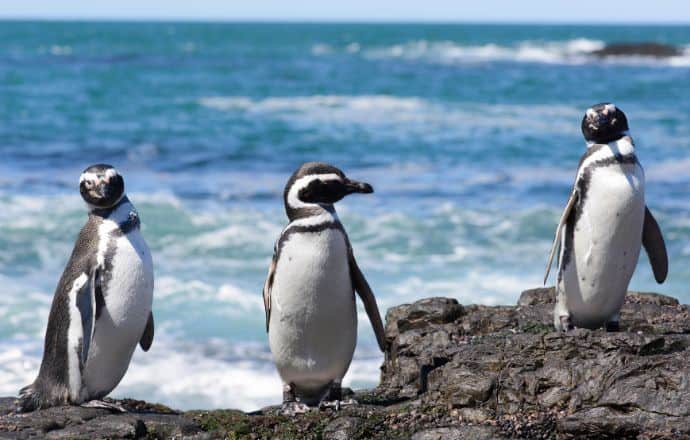 Magellanic Penguins