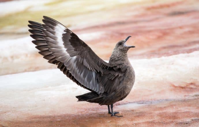 Birds in Antarctica