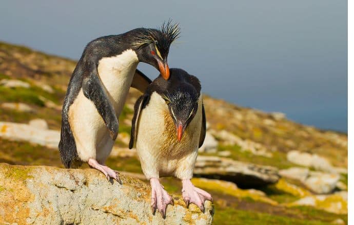 Southern Rockhopper Penguin