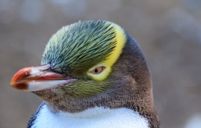 Yellow-Eyed Penguin