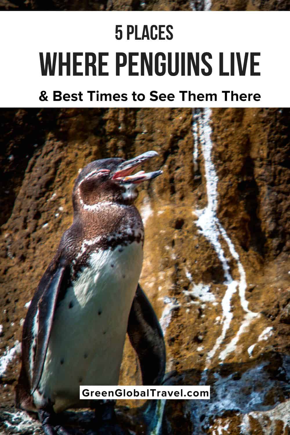 5 Places Where Penguins Live and Best Times to See Them There including info on types of penguins and specific islands where you can find them. | where do penguins live | where are penguins found | are penguins endangered | penguins live where | where live penguins | where do emperor penguins live | penguins live in | do penguins live in antarctica | are there penguins in antarctica | where are penguins |where does penguins live | are there penguins in africa | are there penguins in australia
