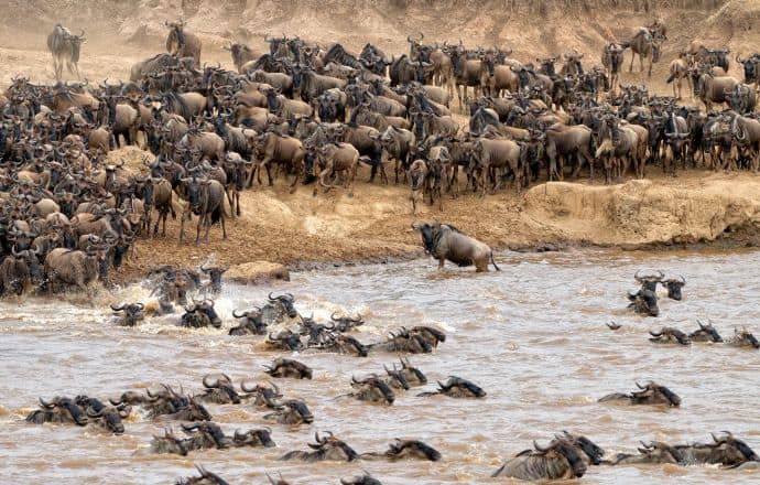 wildebeest migration masai mara