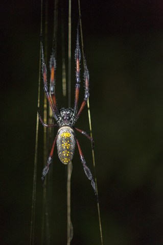 Madagascar Animals: Spider