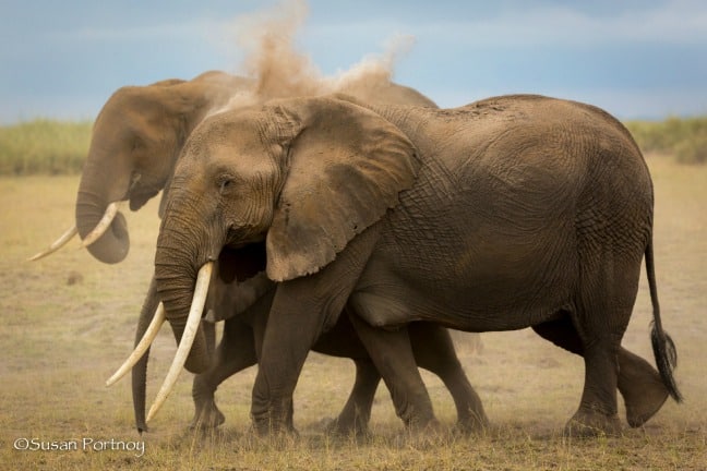 Dos vacas elefante quitando el polvo