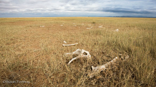 Scattered Animal Bones