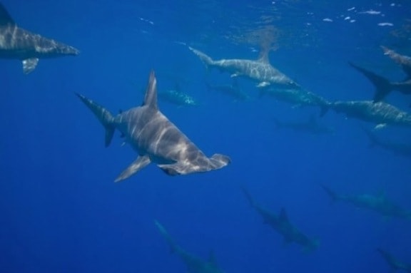 Hammerhead Sharks in Hawaii