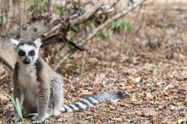 Madagascar Animals: Catta Lemur 