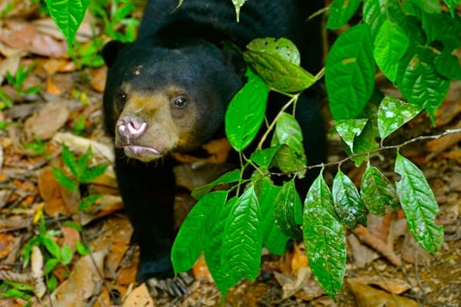 Facts about Sun Bears -Sun Bear Cub at Borneo Sun Bear Conservation Centre