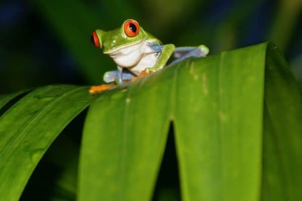 Red-Eyed Tree Frog in Tortuguero, Costa Rica