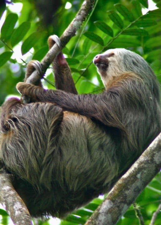 Sloth at the Tirimbina Biological Reserve, Costa Rica