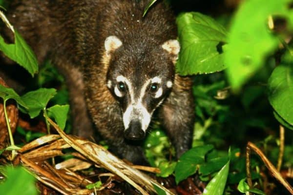 40 Amazing Costa Rican Animals That Will Make You Want to Visit NOW