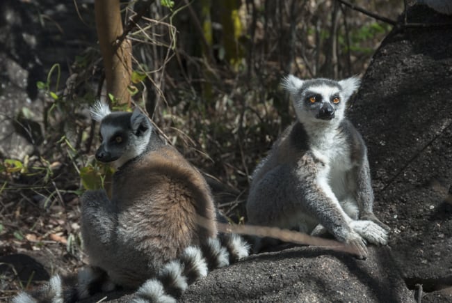 Madagascar_Animals_King_Julien_Ringtail_Lemurs