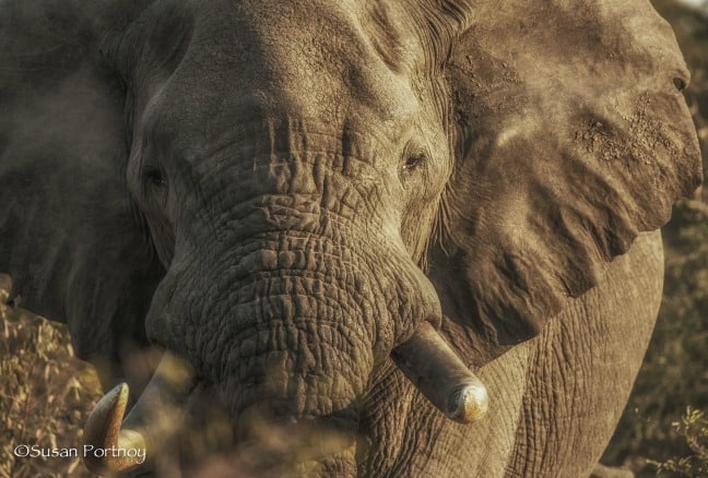 photo safari - Magnifique éléphant taureau