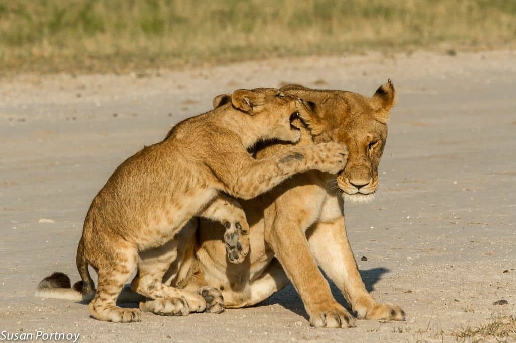The connection between walking with lions and canned lion hunting. 