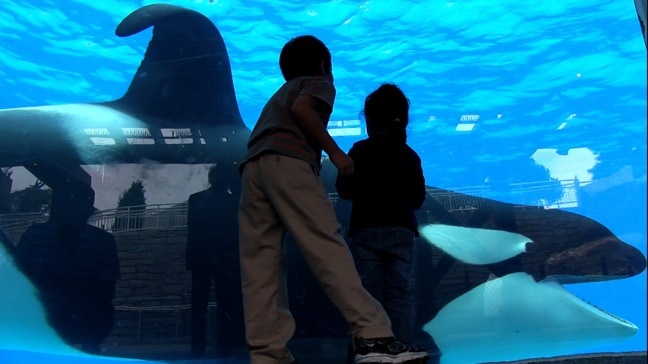 Children at Sea World Try to Engage Tilikum