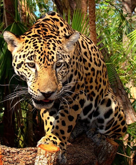 Junior-Jaguar-Belize-Zoo by Bjørn Christian Tørrissen