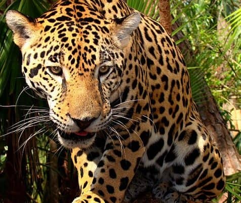 Junior-Jaguar-Belize-Zoo by Bjørn Christian Tørrissen