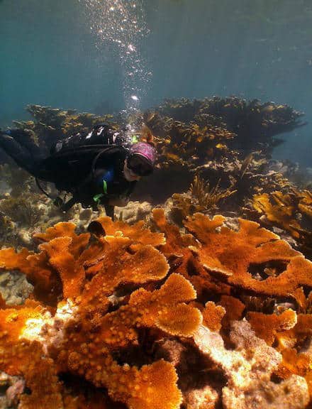 Coral Restoration Foundation Hosts Plantapalooza on World Oceans Day