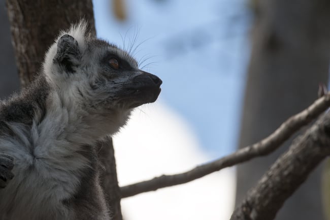 Madagascar Animals: Catta Lemur