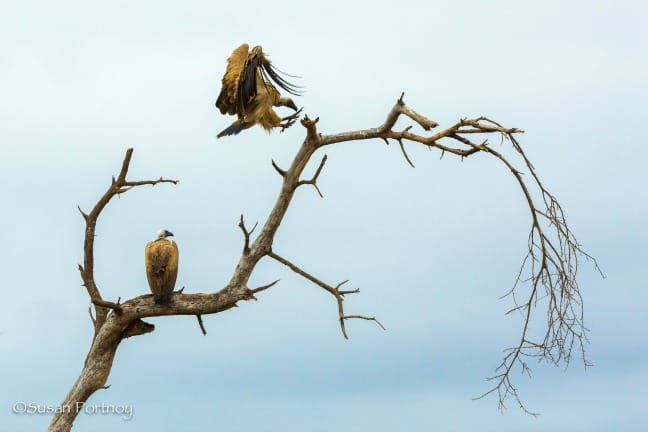 Safaris photos africains - Vautour en vol