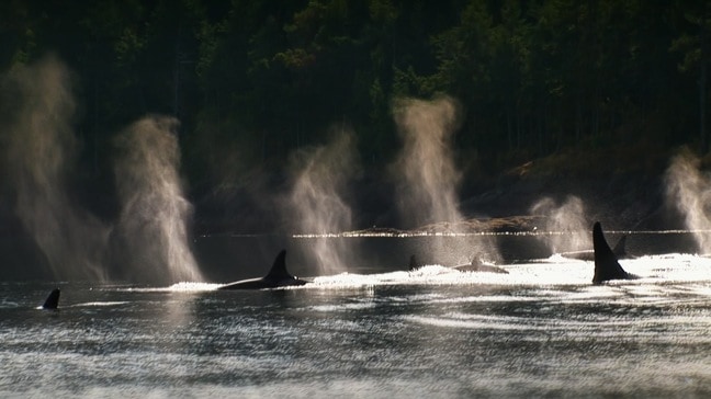 A Pod of Killer Whales in the Open Sea