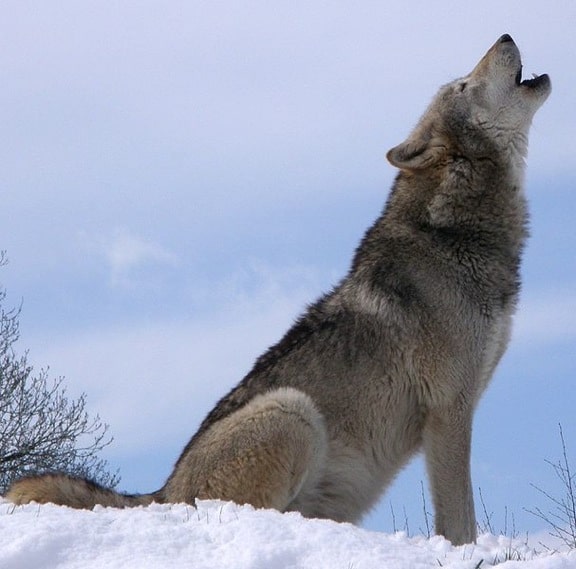 Howling_wolf