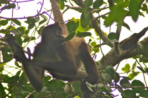 Spider Monkey in Ma'ax Yetel Kooh