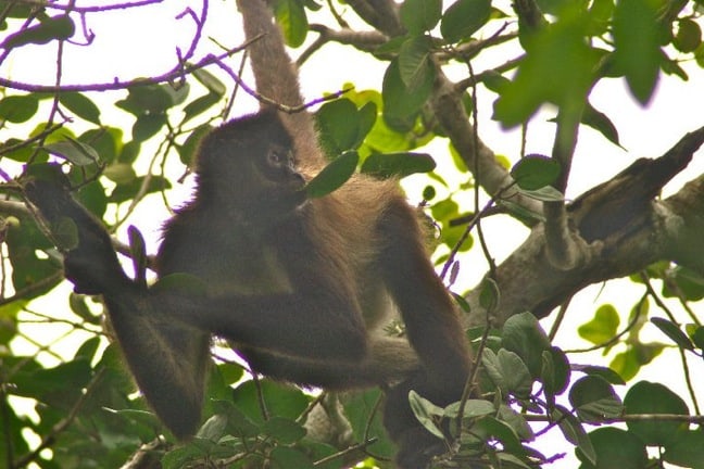 Spider Monkeys in Punta Laguna, Mexico