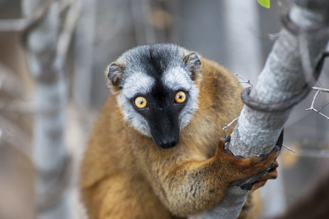 Madagascar Animals: Brown Lemur