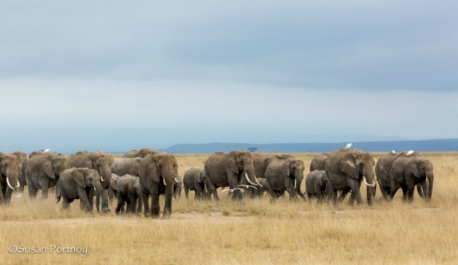 Safari fotográfico de África - Gran manada de elefantes