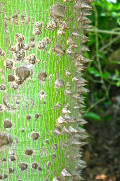 Spiky Tree in Riviera Maya, Mexico