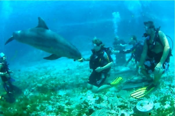 training-dolphins-dolphin-academy-curacao