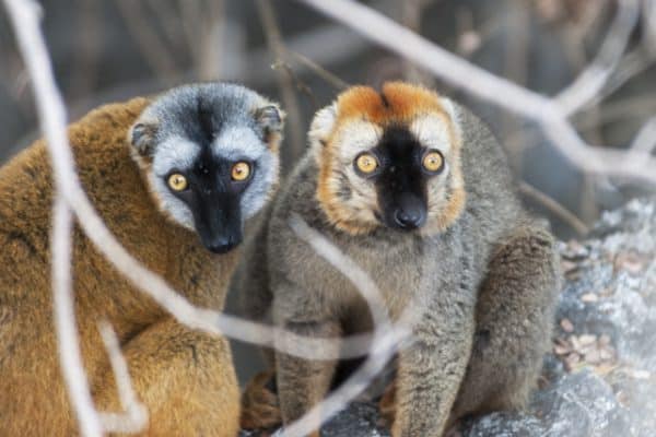 Madagascar Animals: A Mating Pair of Brown Lemurs