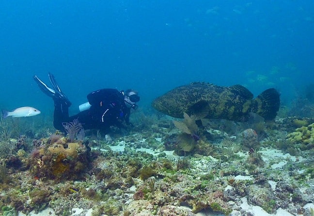 Atlantic Goliath Grouper by Brett Seymour