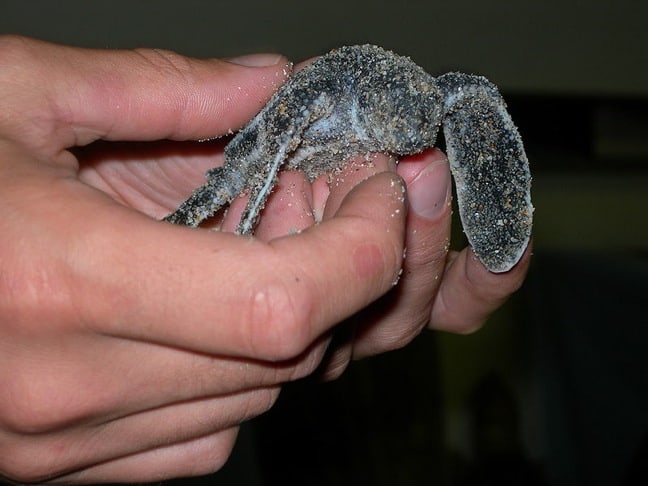 Baby leatherback