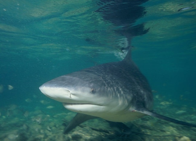 Bull Shark, by anonymous via Creative Commons