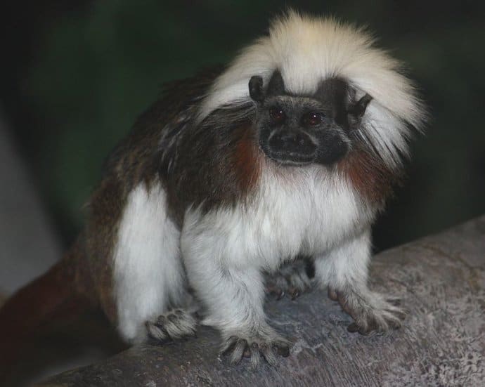 Cotton-Top Tamarin