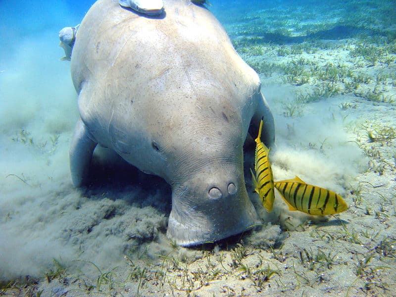 Things to Do in Coron, Palawan: Swimming with Dugongs